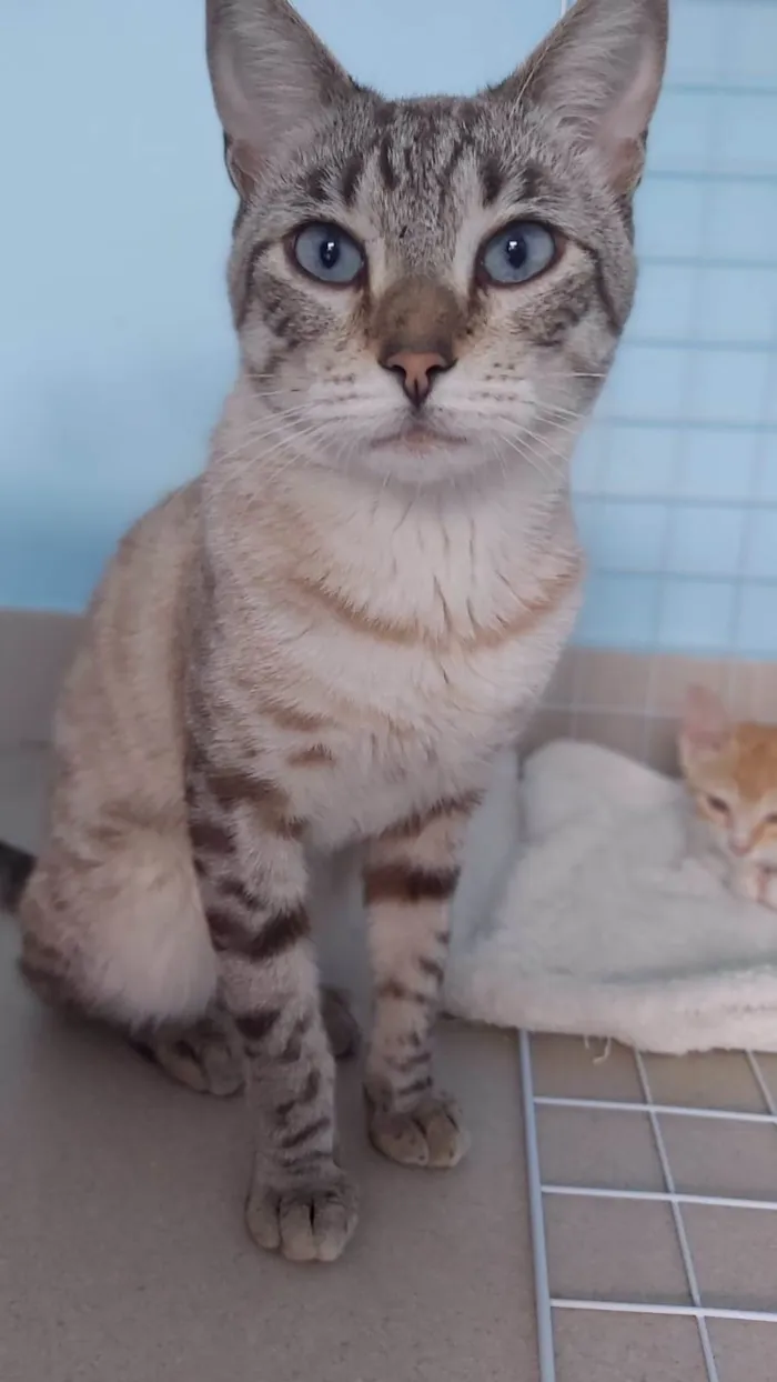Gato ra a Srd  idade 1 ano nome Teodoro 