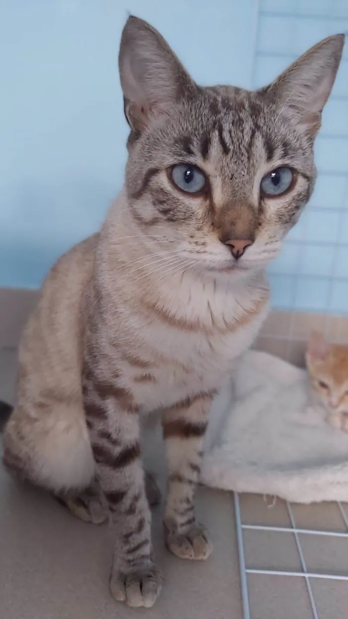Gato ra a Srd  idade 1 ano nome Teodoro 