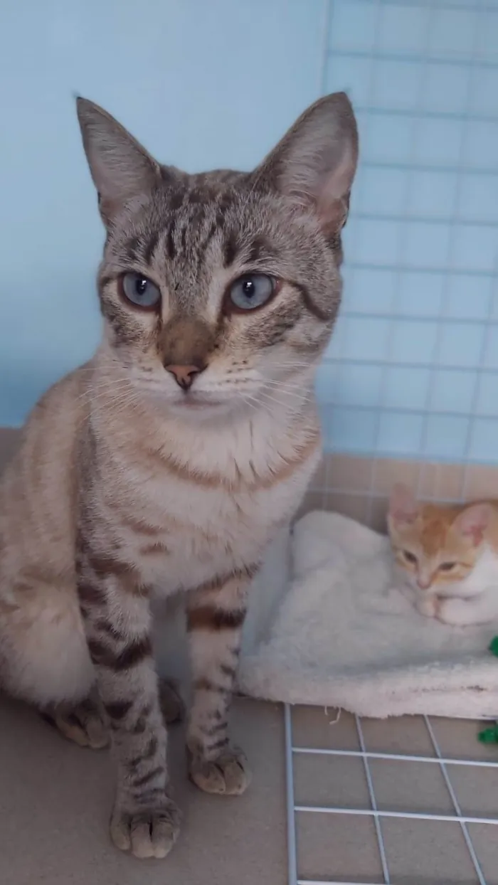 Gato ra a Srd  idade 1 ano nome Teodoro 
