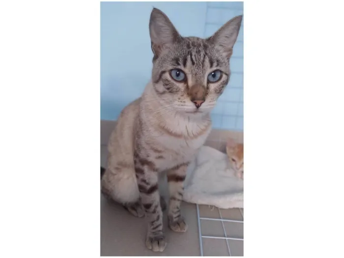 Gato ra a Srd  idade 1 ano nome Teodoro 