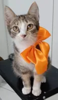 SAFIRA