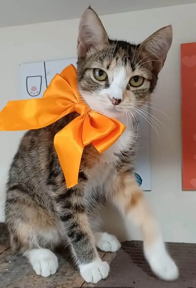 Gato ra a Srd tricolor  idade 2 a 6 meses nome SAFIRA
