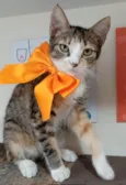 SAFIRA