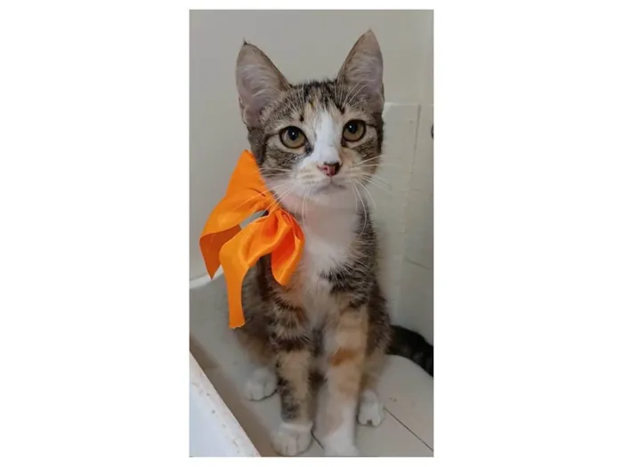 Gato ra a Srd tricolor  idade 2 a 6 meses nome SAFIRA