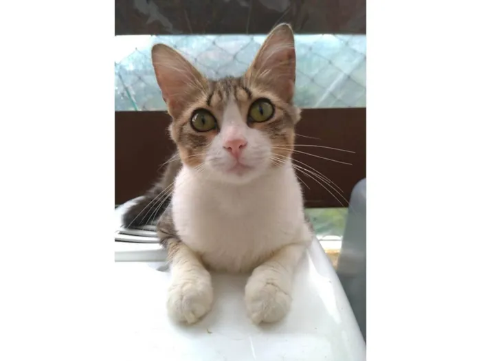 Gato ra a SRD-ViraLata idade 7 a 11 meses nome Cherry 