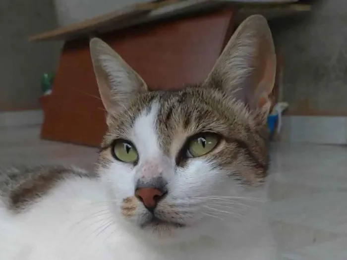 Gato ra a Srd idade 2 anos nome Iris