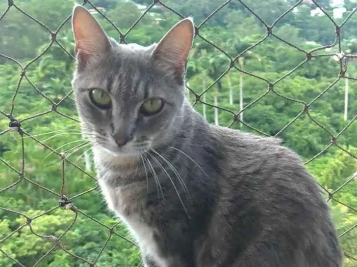 Gato ra a Srd idade 2 anos nome Adelly