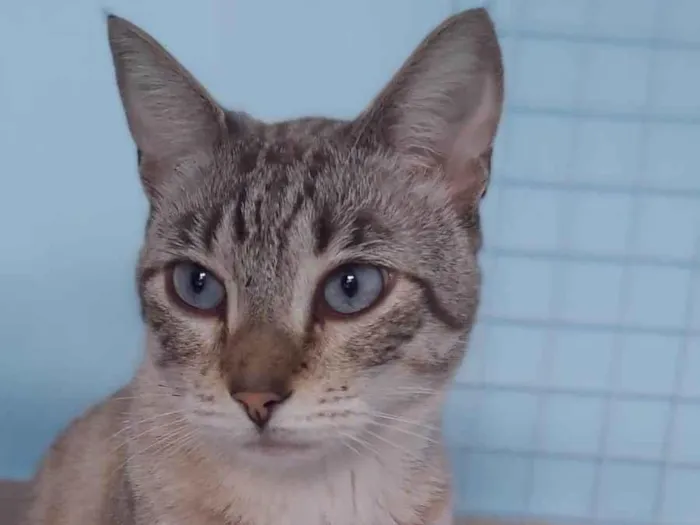 Gato ra a Srd  idade 1 ano nome Teodoro 