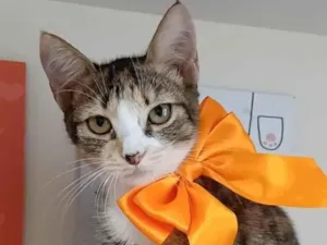 Gato raça Srd tricolor  idade 2 a 6 meses nome SAFIRA