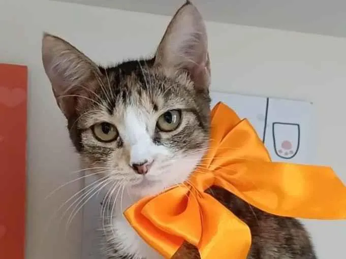 Gato ra a Srd tricolor  idade 2 a 6 meses nome SAFIRA