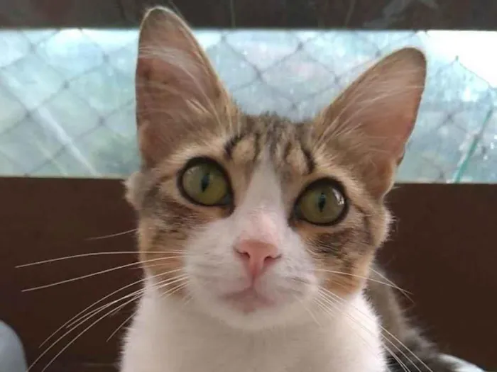 Gato ra a SRD-ViraLata idade 7 a 11 meses nome Cherry 