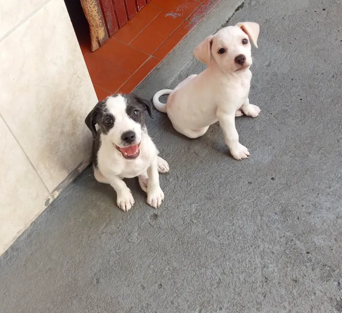 Cachorro raça Mestiça coocker idade 2 a 6 meses nome Duda