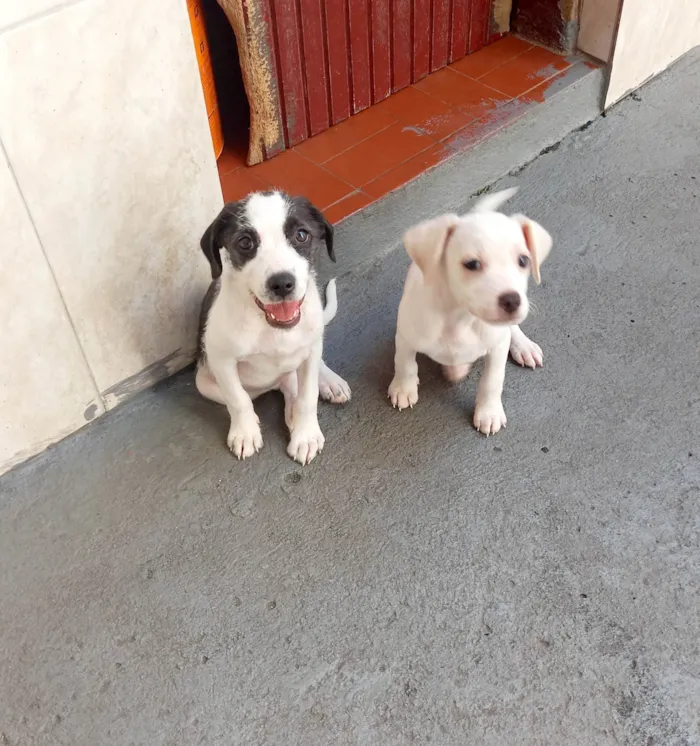 Cachorro raça Mestiça coocker idade 2 a 6 meses nome Duda