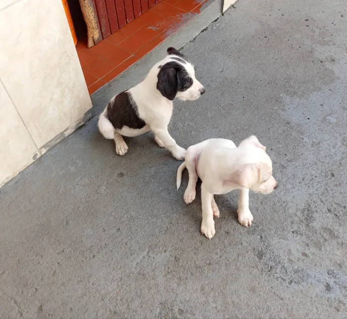 Cachorro raça Mestiça coocker idade 2 a 6 meses nome Duda