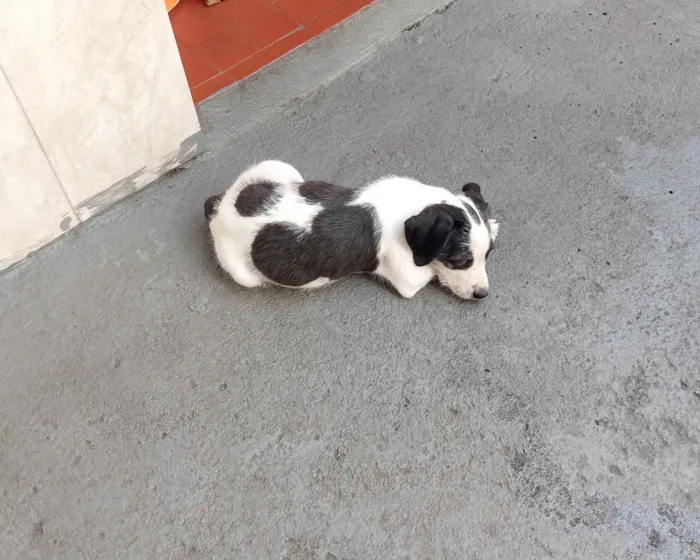 Cachorro raça Mestiça coocker idade 2 a 6 meses nome Duda