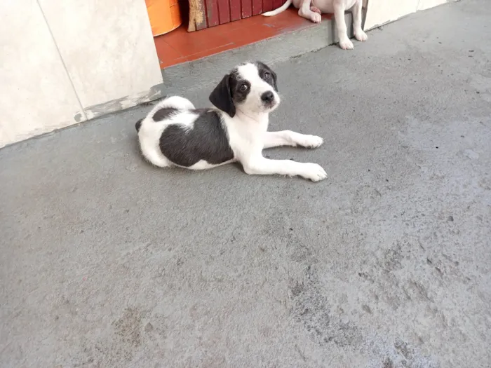 Cachorro raça Mestiça coocker idade 2 a 6 meses nome Duda