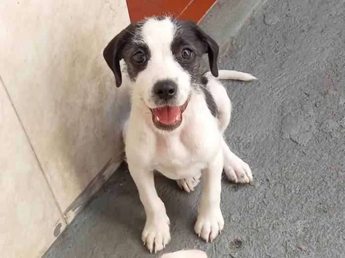 Cachorro raça Mestiça coocker idade 2 a 6 meses nome Duda