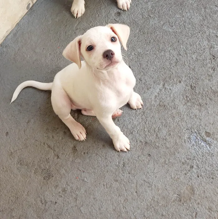 Cachorro raça SRD idade 2 a 6 meses nome Dudu