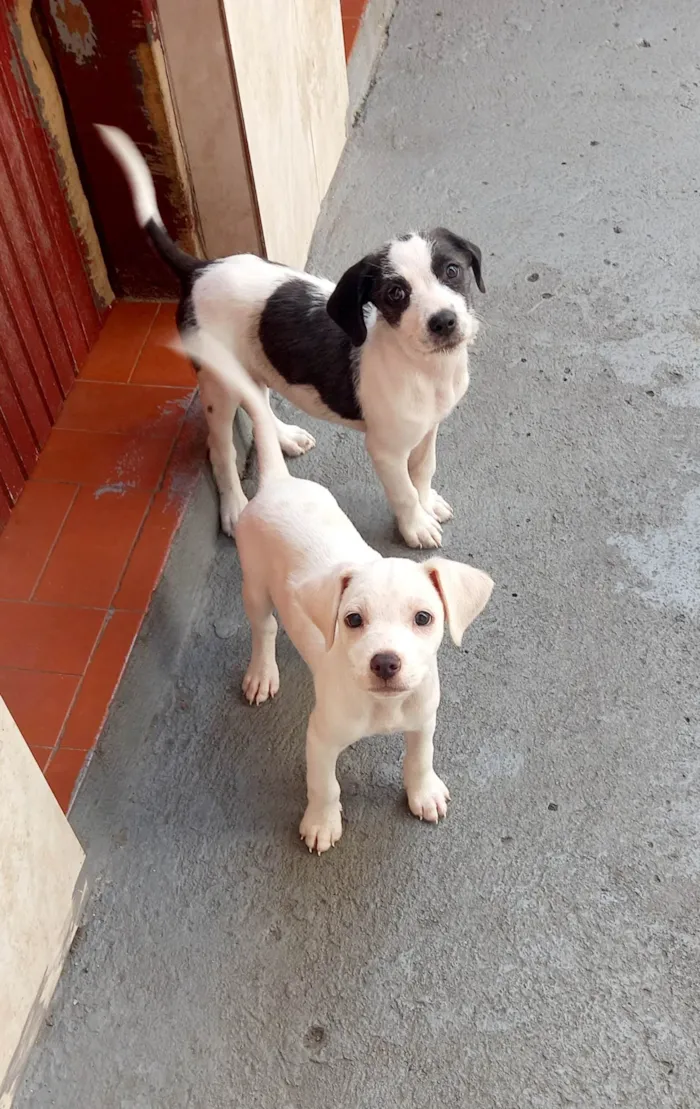 Cachorro raça SRD idade 2 a 6 meses nome Dudu