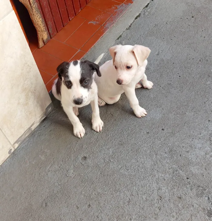 Cachorro raça SRD idade 2 a 6 meses nome Dudu