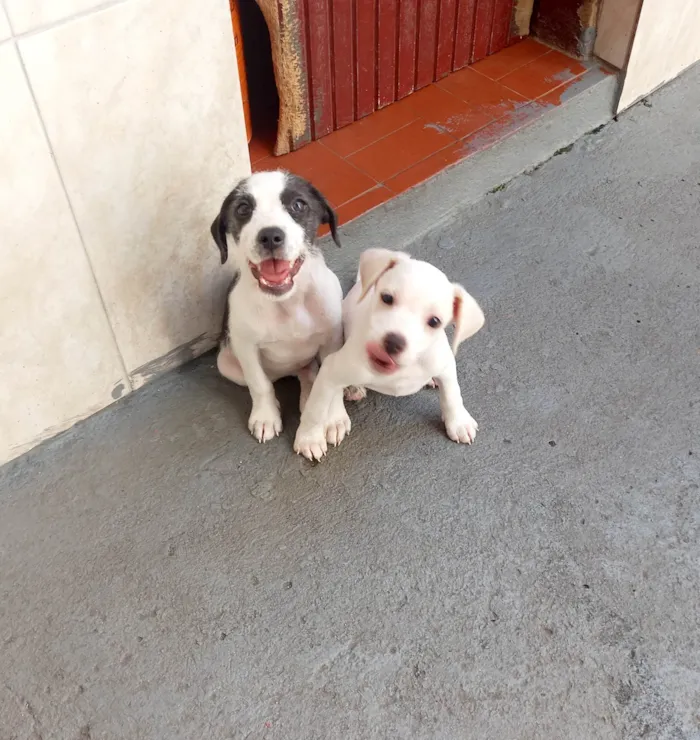 Cachorro raça SRD idade 2 a 6 meses nome Dudu