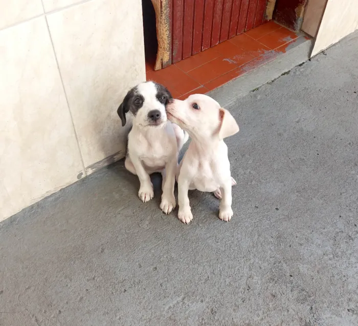 Cachorro raça SRD idade 2 a 6 meses nome Dudu