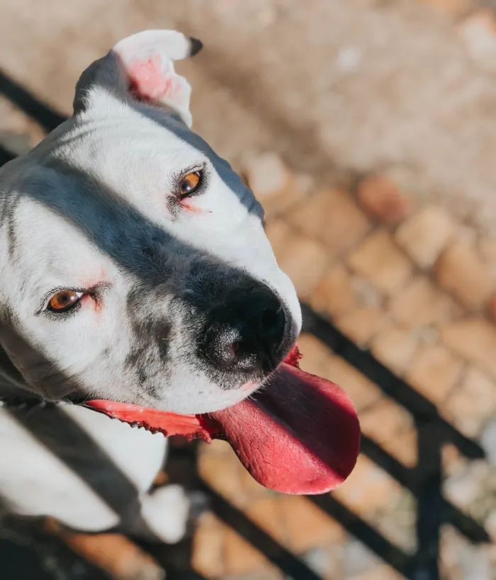 Cachorro ra a Pit-Bull idade 5 anos nome Ônix 