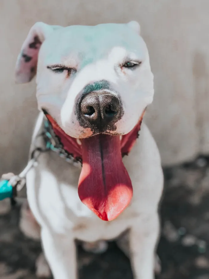 Cachorro ra a Pit-Bull idade 5 anos nome Ônix 