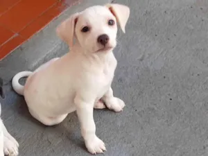 Cachorro raça SRD idade 2 a 6 meses nome Dudu