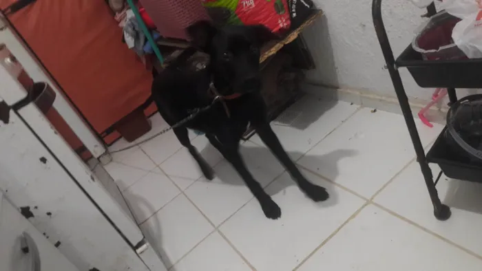 Cachorro ra a SRD-ViraLata idade 1 ano nome Thor