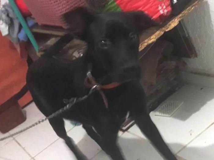 Cachorro ra a SRD-ViraLata idade 1 ano nome Thor