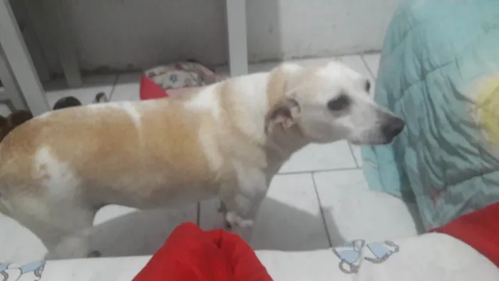 Cachorro ra a SRD-ViraLata idade 4 anos nome Layca