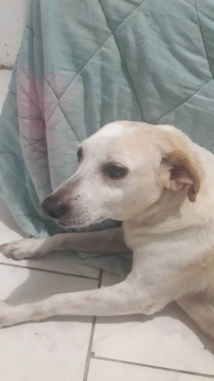 Cachorro ra a SRD-ViraLata idade 4 anos nome Layca