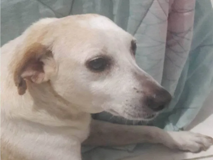 Cachorro ra a SRD-ViraLata idade 4 anos nome Layca