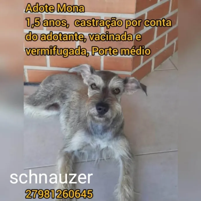 Cachorro ra a SRD-ViraLata com shinauser  idade 2 anos nome Mona