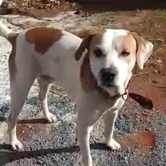 Cachorro ra a Mestico  idade 1 ano nome Branco 