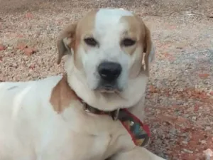 Cachorro raça Mestico  idade 1 ano nome Branco 