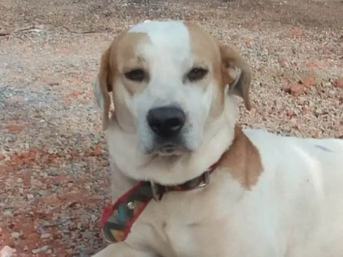 Cachorro ra a Mestico  idade 1 ano nome Branco 