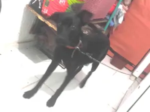 Cachorro raça SRD-ViraLata idade 1 ano nome Thor