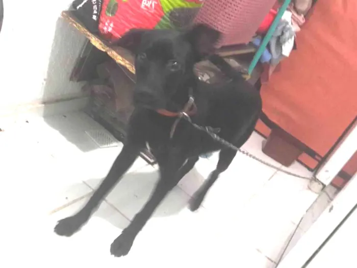 Cachorro ra a SRD-ViraLata idade 1 ano nome Thor