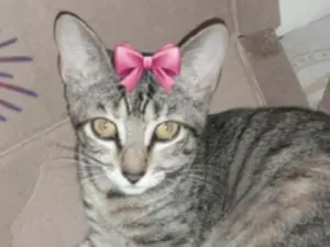 Gato raça Mestica  idade 2 a 6 meses nome Zoe 