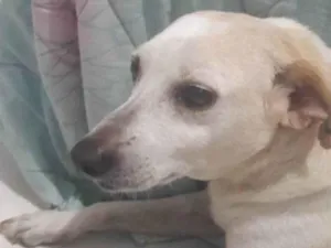 Cachorro raça SRD-ViraLata idade 4 anos nome Layca