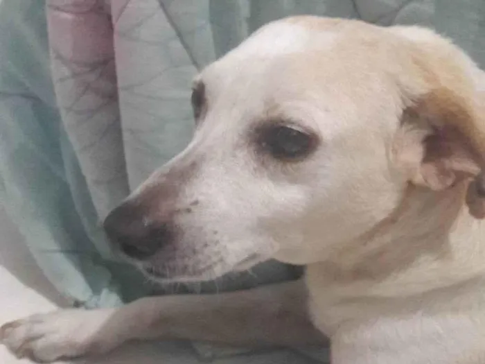 Cachorro ra a SRD-ViraLata idade 4 anos nome Layca