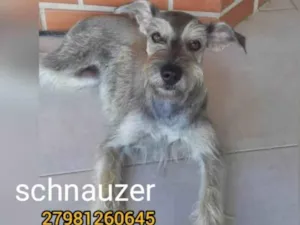 Cachorro raça SRD-ViraLata com shinauser  idade 2 anos nome Mona