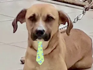 Cachorro raça Mestico  idade 2 anos nome Sheik 