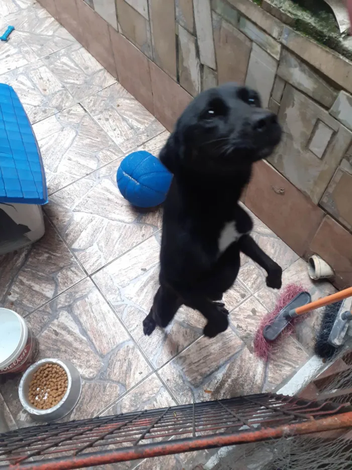 Cachorro ra a SRD-ViraLata idade 3 anos nome RAGNAR