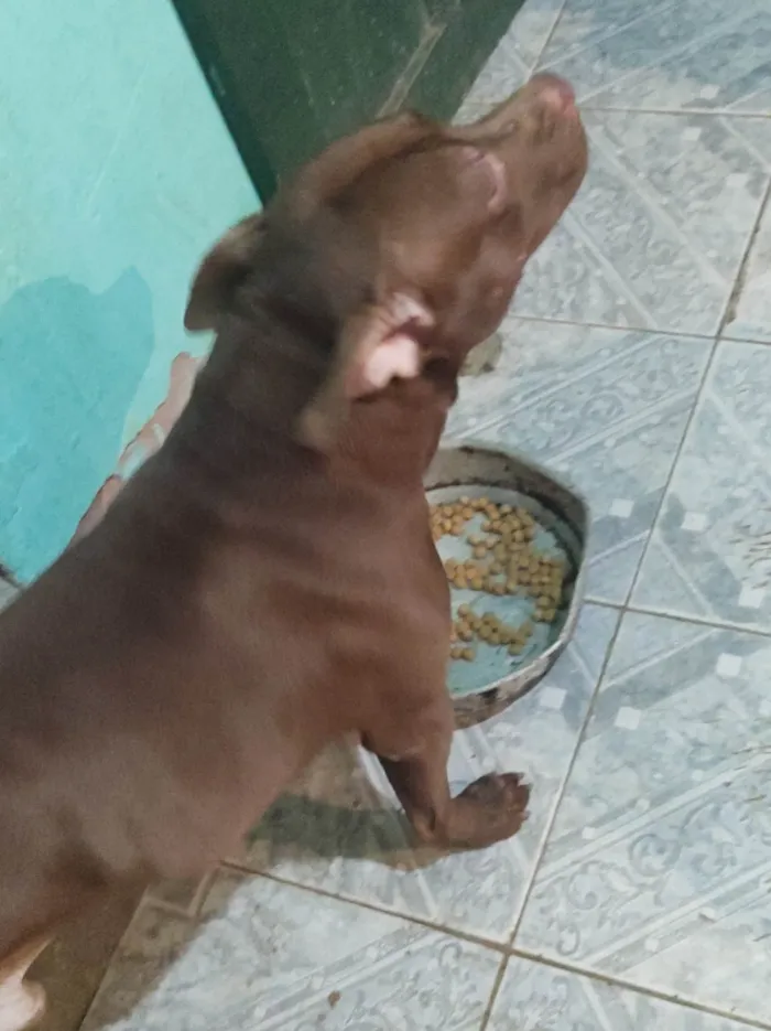 Cachorro ra a Pit-Bull idade 2 anos nome Apolo