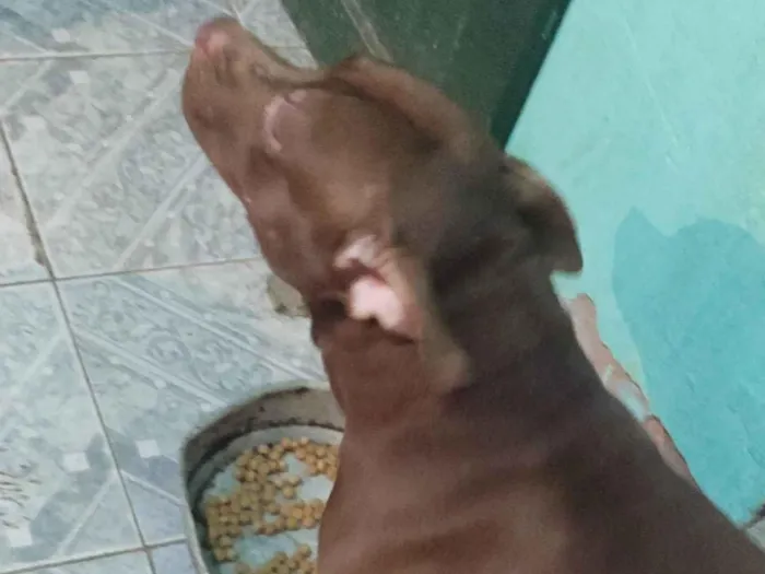 Cachorro ra a Pit-Bull idade 2 anos nome Apolo