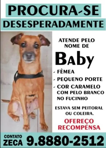 Cachorro ra a SRD-ViraLata idade 6 ou mais anos nome GRATIFICA - Baby