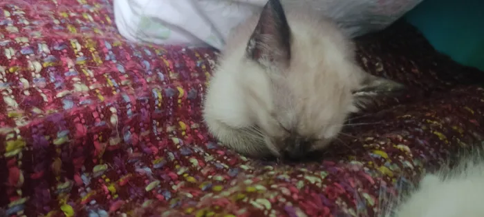 Gato ra a SRD-ViraLata idade Abaixo de 2 meses nome Sem nome 